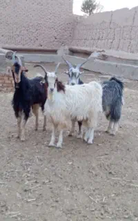 سه راس بزغاله نر چاق