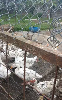 فروش مرغ و غاز محلی سالم عباس آباد روستای ولیکستان