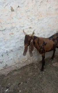 نرتخمی سالم پاکستانی