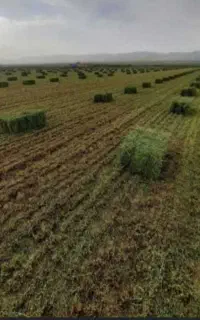 یونجه