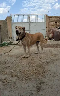 سگ لاس نگهبان