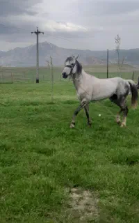 اسب عرب