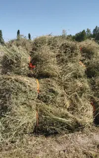 یونجه پشه دوره ال باغی 450 فوری
