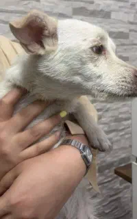سگ پیداشده محدوده فردیس به صاحبش تحویل داده میشه