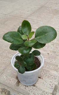 گل قاشقی