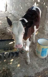 گاو