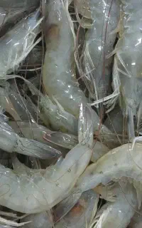 میگو با سرپرورشی