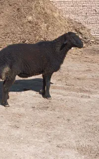 گوسفند