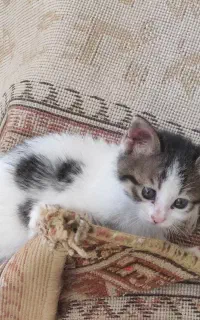 واگذاری رایگان بچه گربه