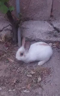 خرگوش