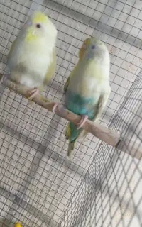 مرغ عشق تخم گذار و مولد هلندی