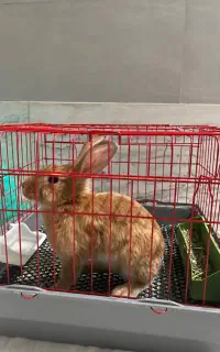 فروش خرگوش