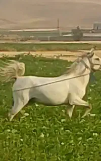 فروش مادیان کرد