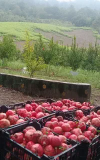 انار شیرین درجه یک زود رس نوبرانه