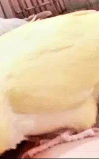راهب بالغ نر . گرینجیک . رد .
