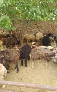 ثبت شفارش شبانهروزی زنده