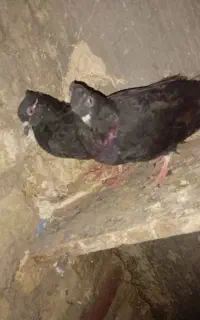 تعدادی کبوتر تهرانی آغ گرویروخ و...