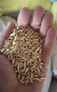 جو آسیاب شده