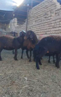 فروش میش قرمز جوان داشتی