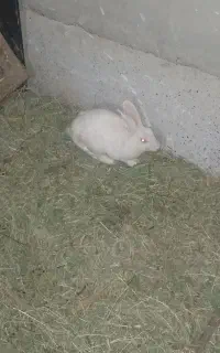 خرگوش نر