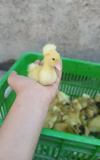 جوجه اردک کاکلی