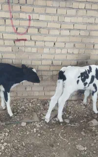 گوساله