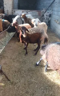 میش‌افشاری‌سرخ