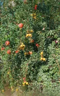 جویای کار سرایداری در استان دماوند
