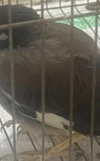 مرغ مینا