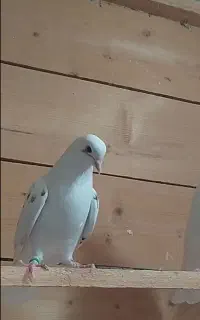 کبوتر بلند پرواز