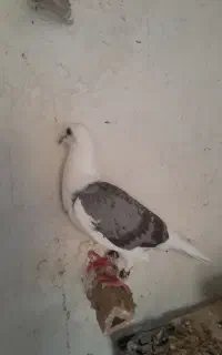 پشت گراف