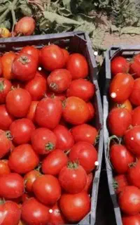 گوجه درجه یک کهنو