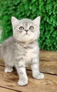 توله نقره ای (سیلور چین چیلا) تخفیفی