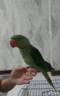 شاه طوطی شاه تخم نر حدود 3 ماهه