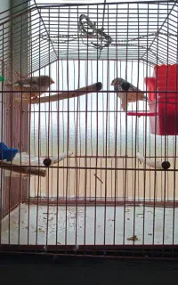فروش یک جفت فنچ بالغ