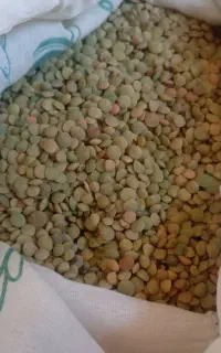 عدس محلی