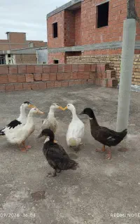 6 اردک 4 بزرگ 2 تا متوسط