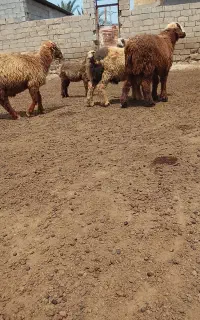 بره نر
