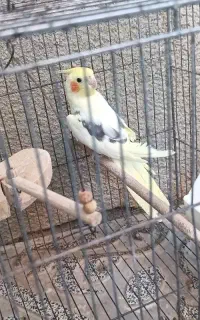 عروس هلندی دوکت نر