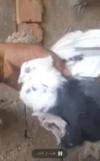 کبوتر بهبهانی