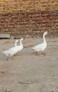 قوقاز چینی