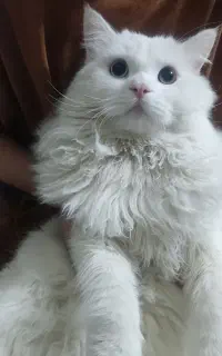 گربه پرشین نژاددار چشم رنگی