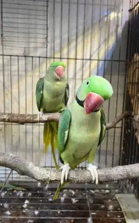 شاه طوطی