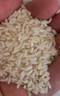 برنج ایرانی و پاکستانی با قیمت عمده