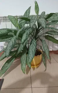 گلدان آپارتمانی