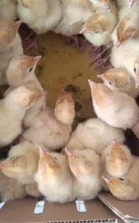 بوقلمون بیوتی ۶ گوشتی