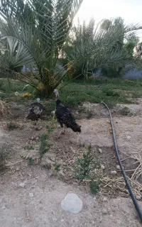 بوقلمون