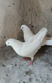 کبوتر چش سفید