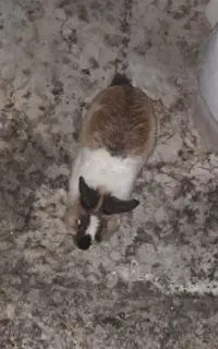 خرگوش