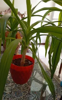 گل اشک ملکه